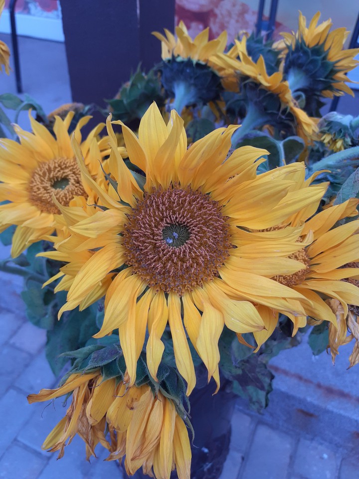 Sunflowers