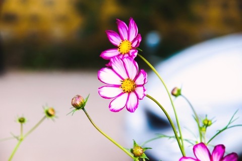 Two-Tone Cosmos