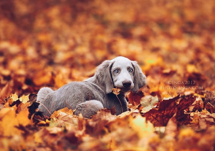 Weimaraner