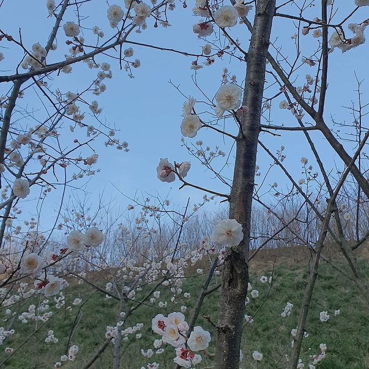 봄