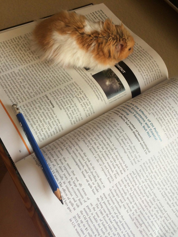 hamster...