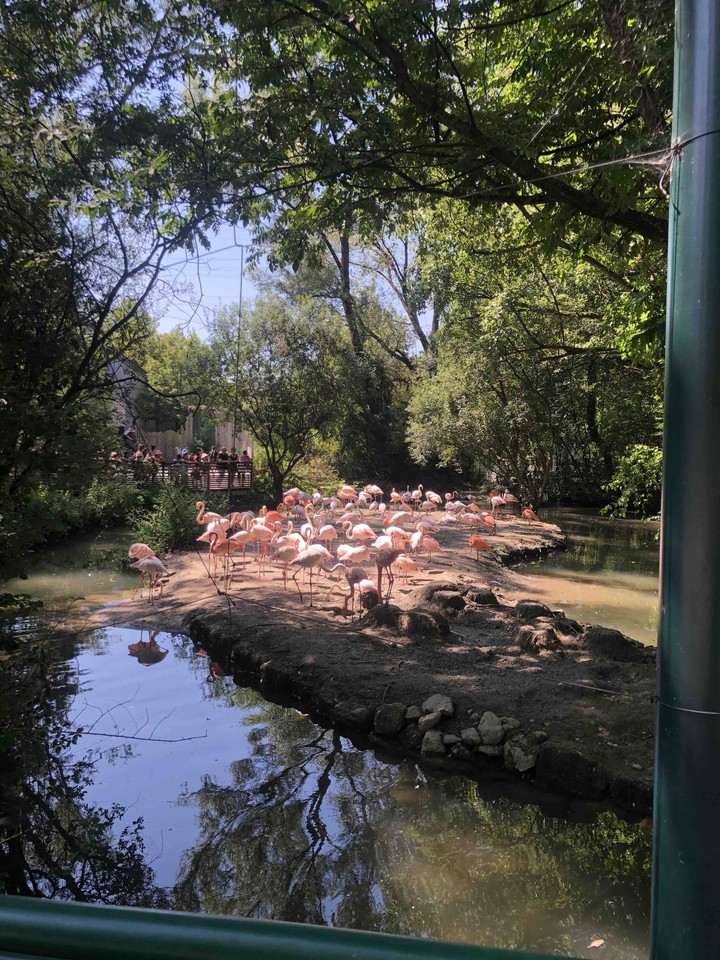 flamingo