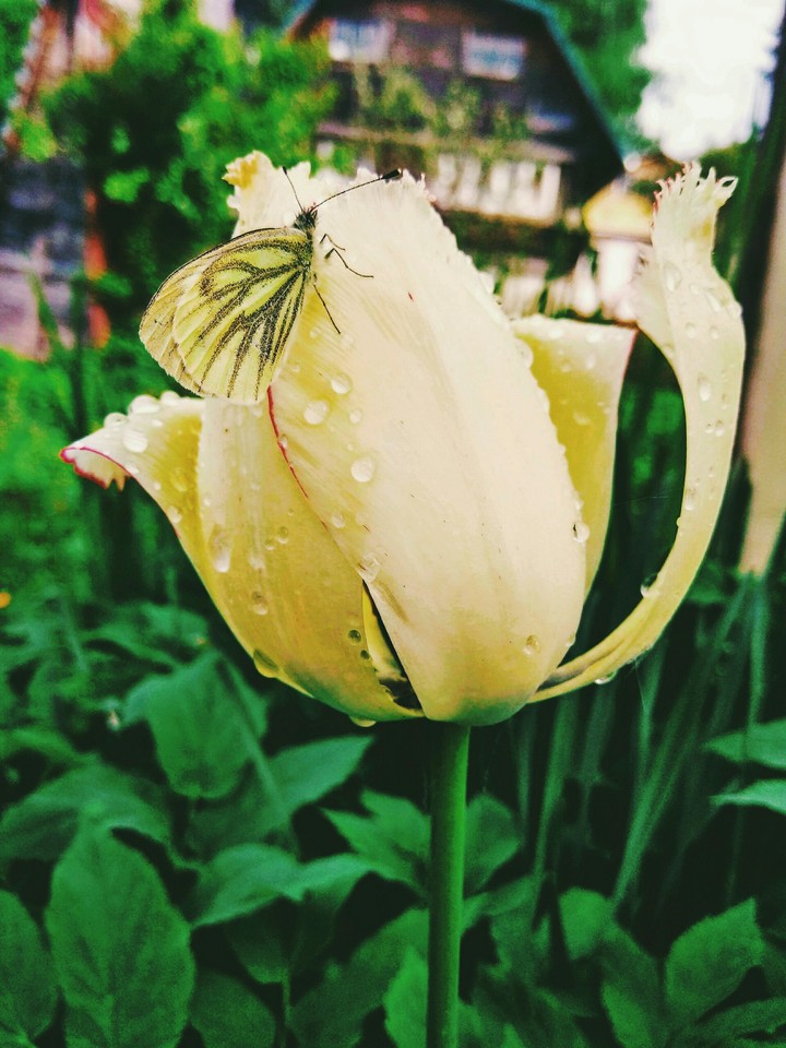 tender tulip