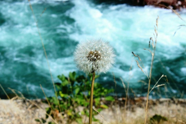 Dandelion
