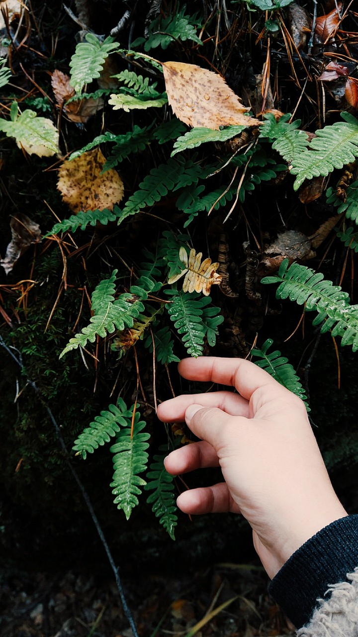 nature lover