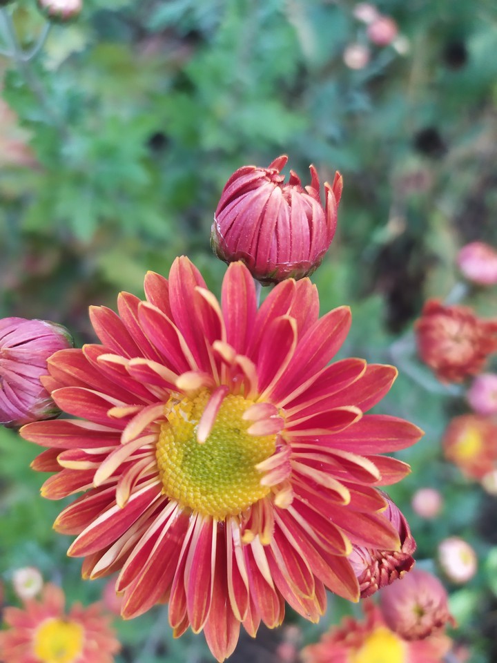 flower
