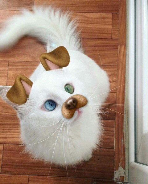 тапети fur, cat