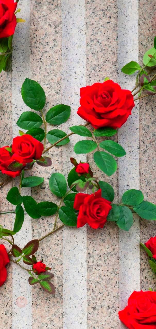 Roses