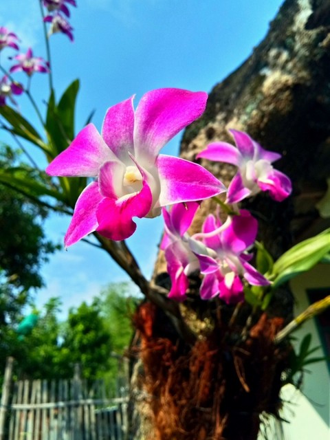 anggrek
