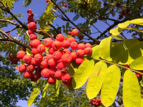 rowan, shrub壁紙