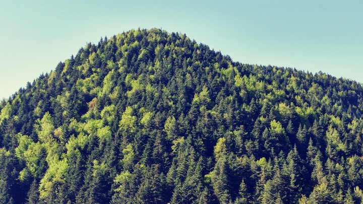 forest