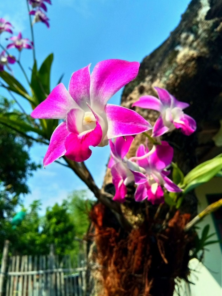 anggrek