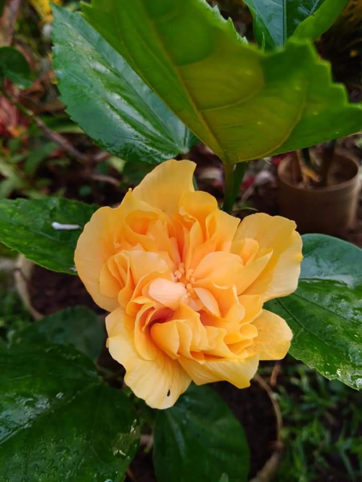 YellowGold