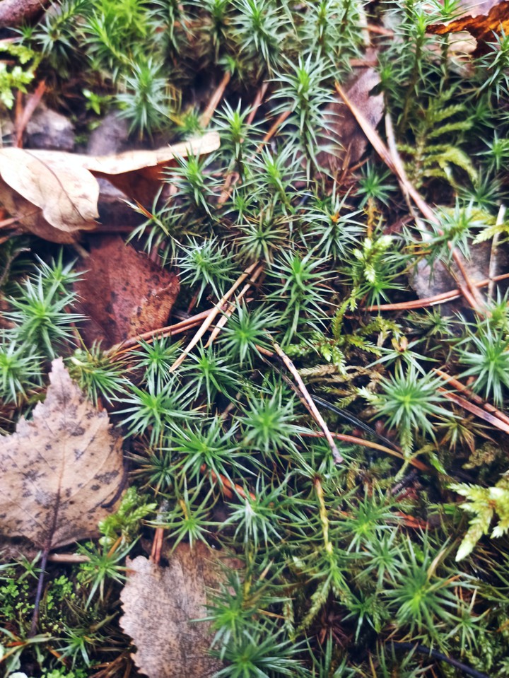 moss
