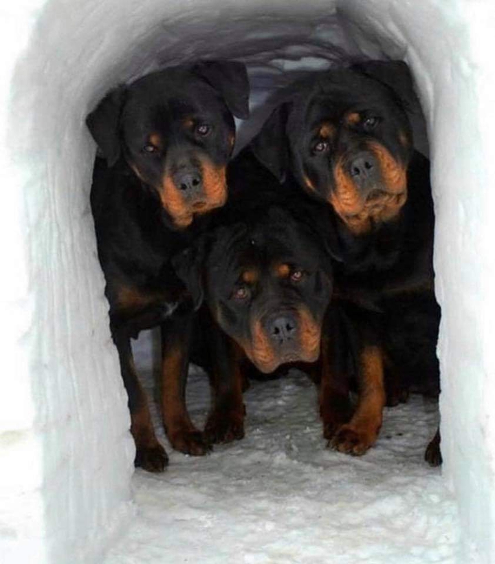 Rottweilers in igloo
