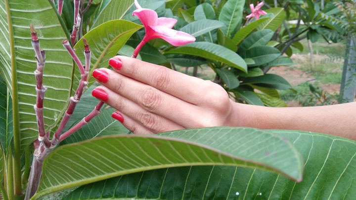 Red Flower