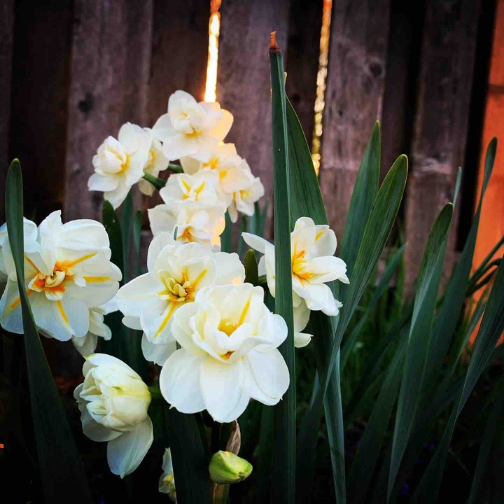 White Garden Blossoms