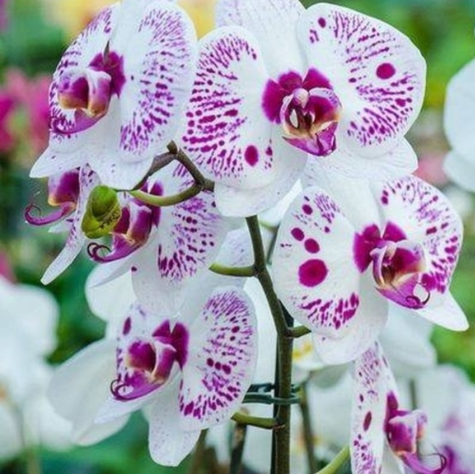 orchid