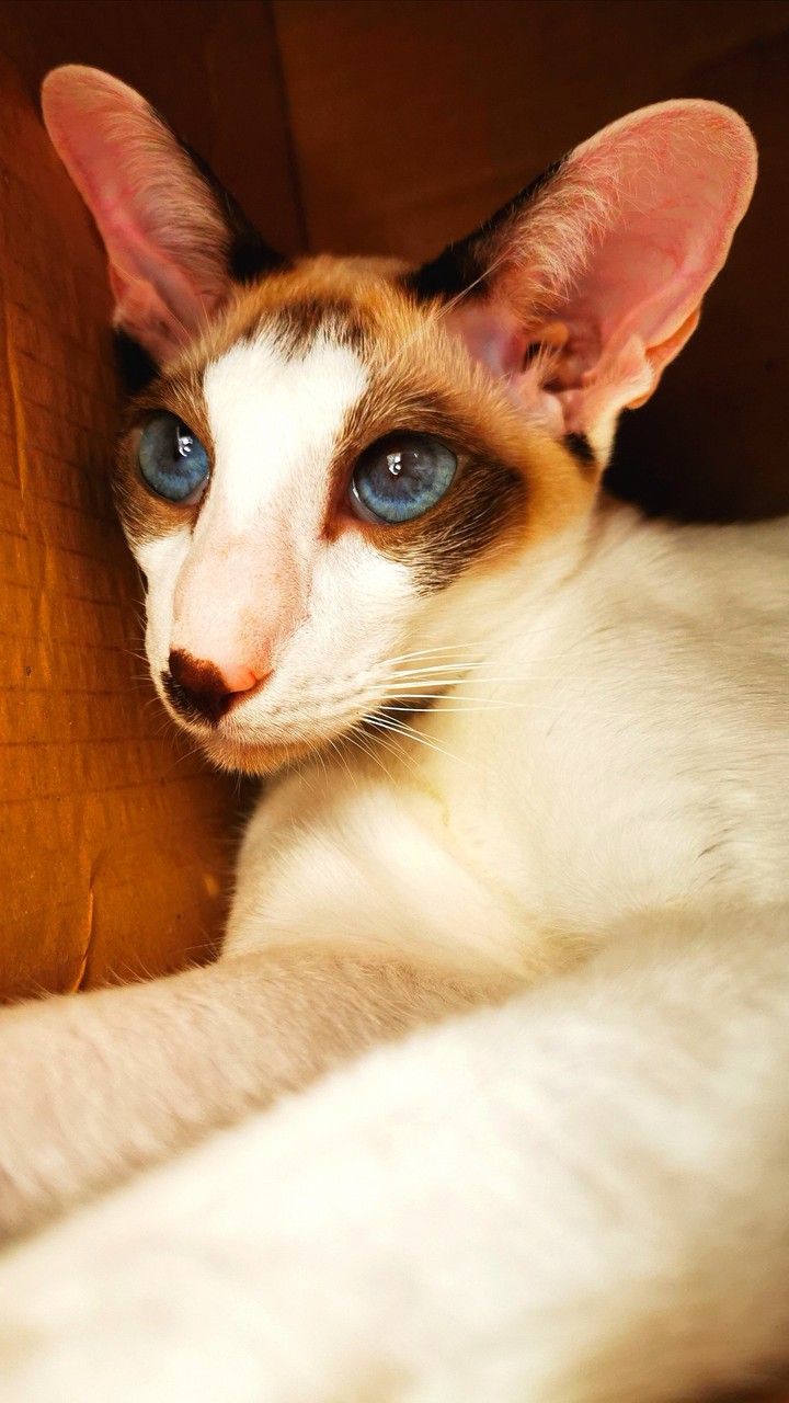 cat