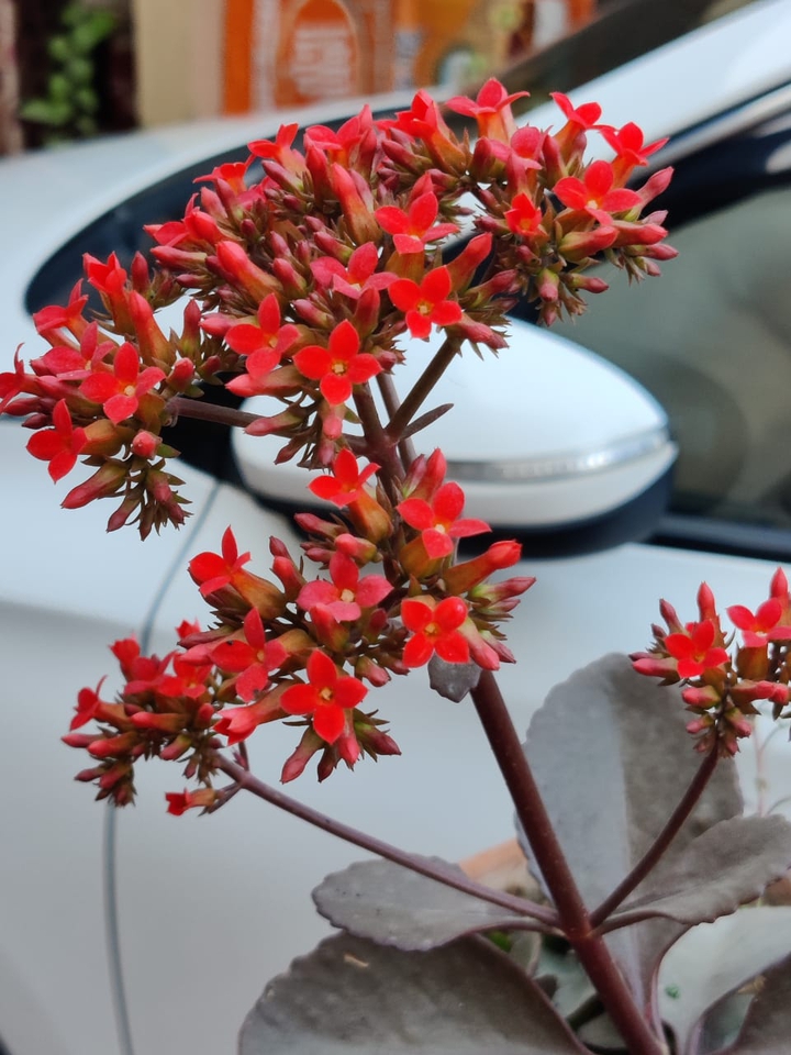 Red Flower