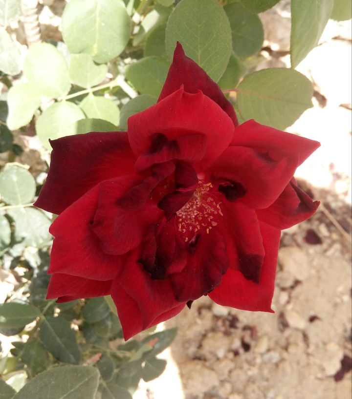 زهور
