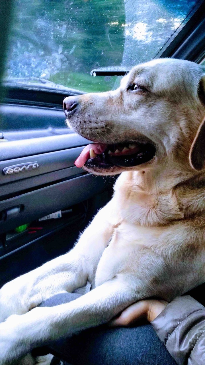 собака