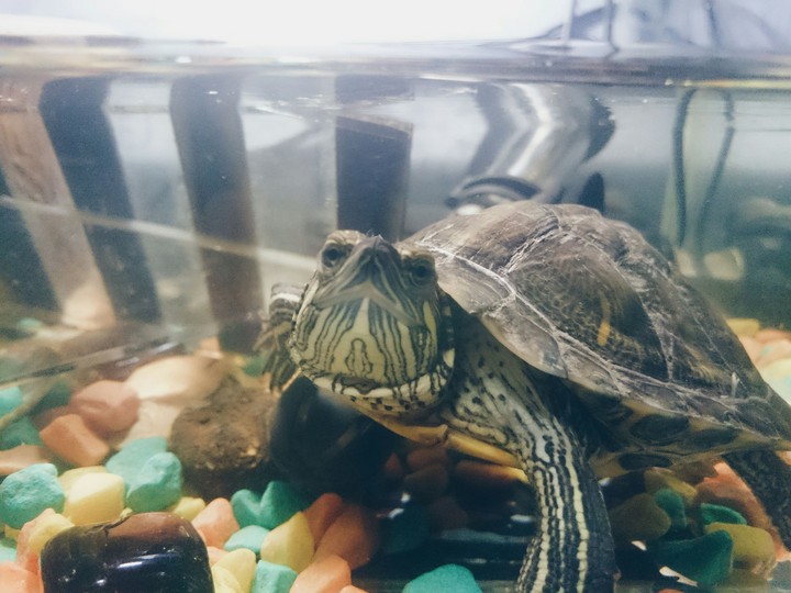 My turtle 