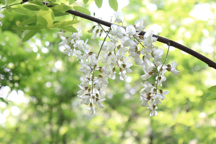 숲