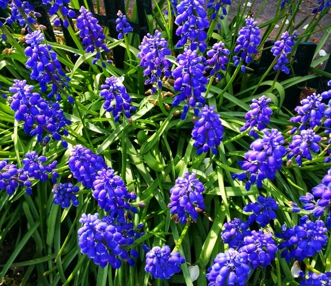 deep blue