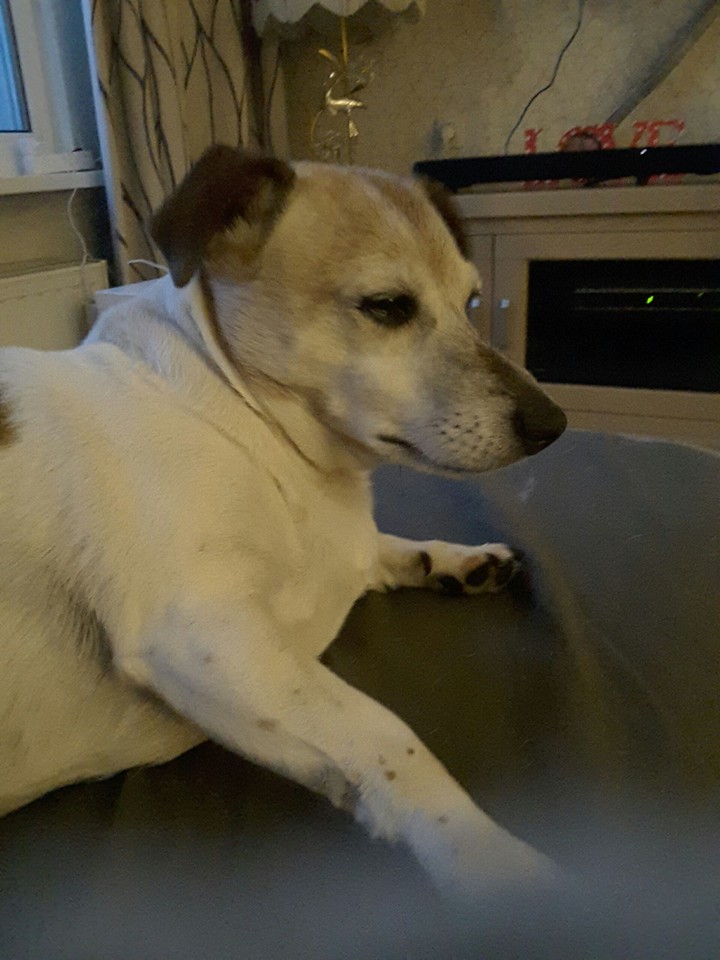 Onze allerliefste Zitake