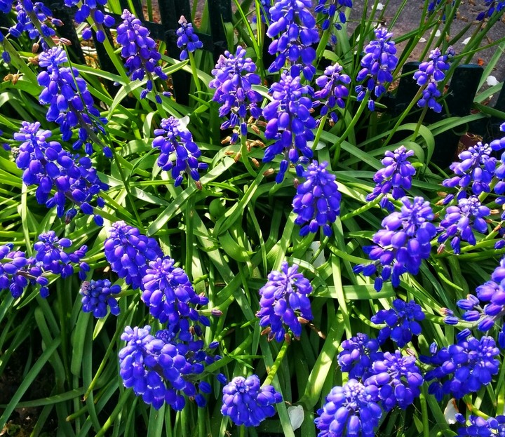 deep blue