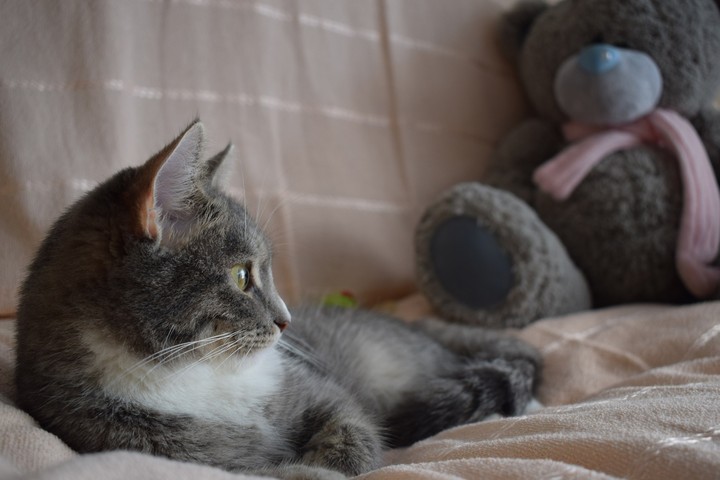 cats