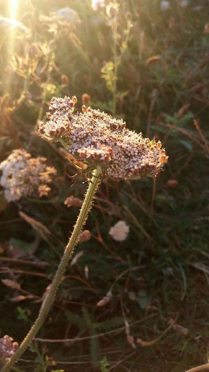 a flower