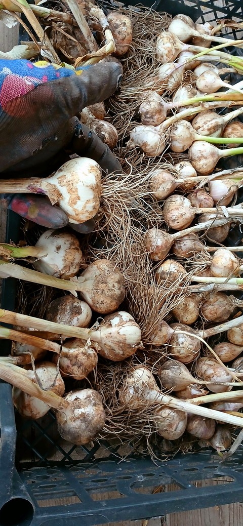 רקעים galangal, food