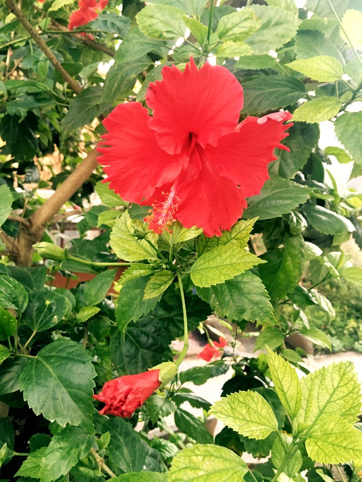 Hibiscus