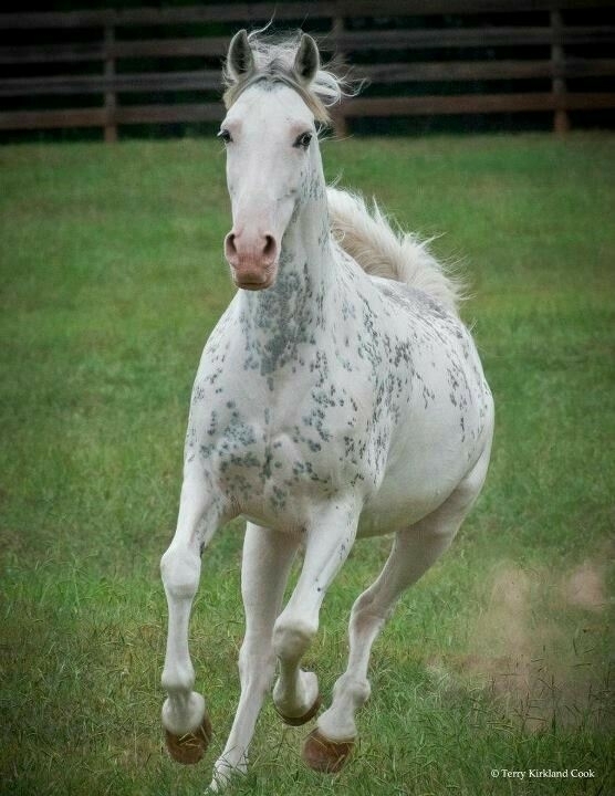 All the Pretty Horses