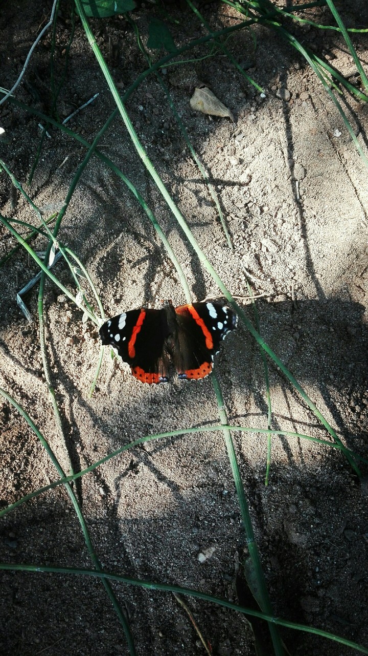 Butterfly