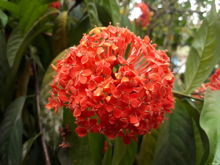 Flower
