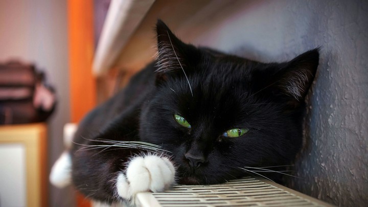 A cat