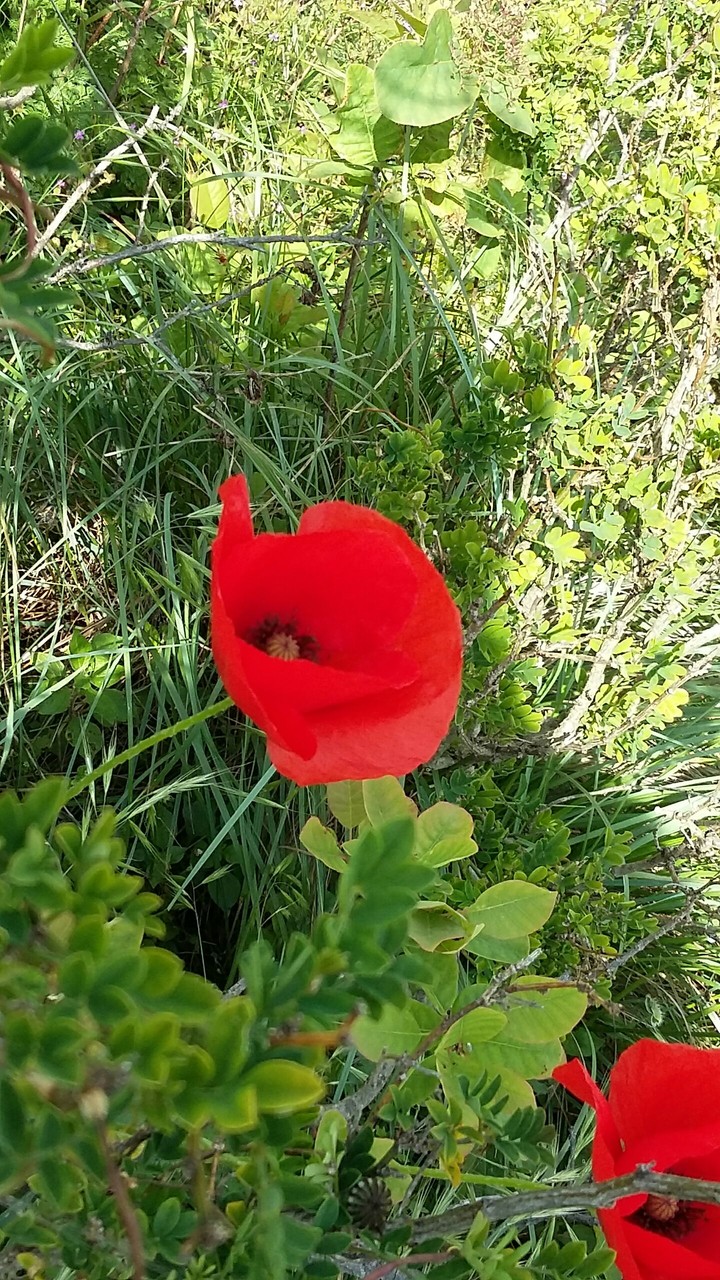 Mohnblume