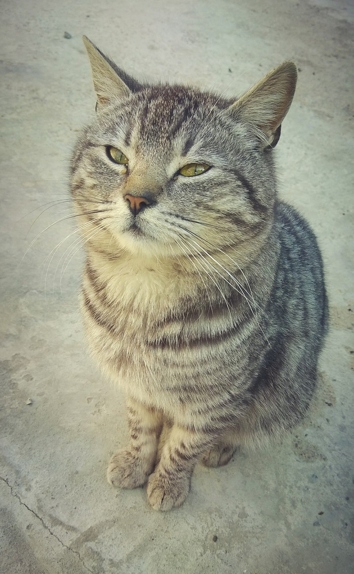 котик