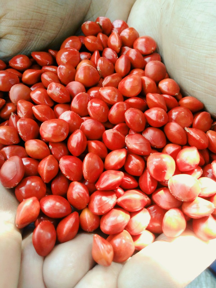 Manjadi