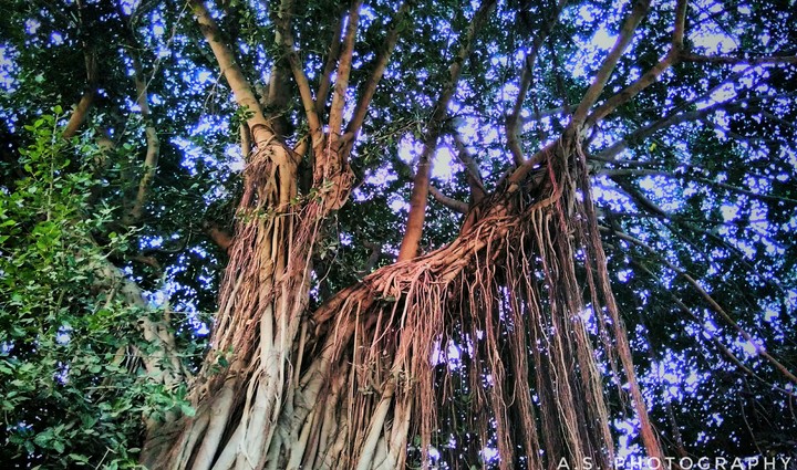 Old Tree......