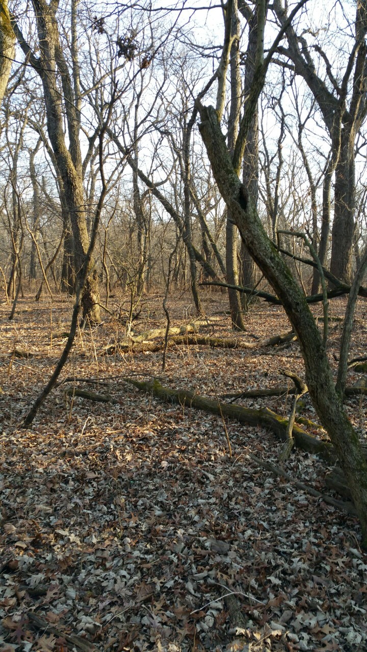 the woods