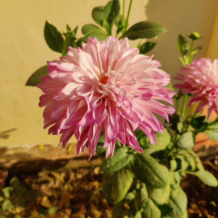 Flower