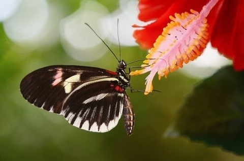 butterfly, invertebrate duvar kağıtları