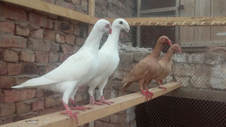 naturally beautiful pigeons