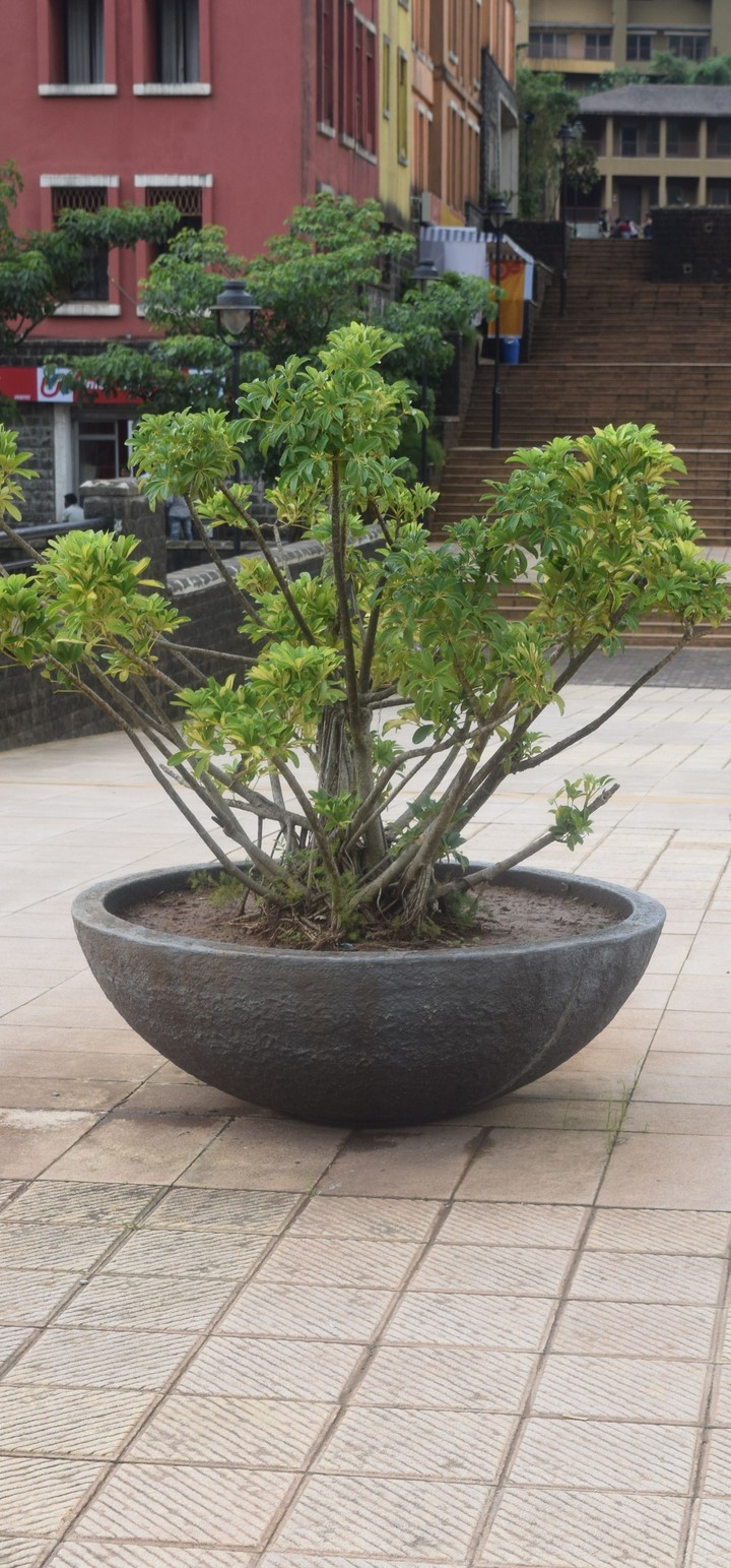 plant, tree Flower, pot, green