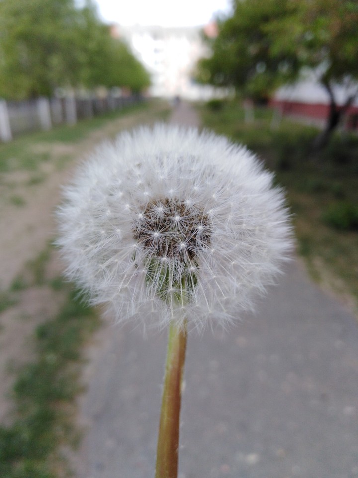 одуванчик