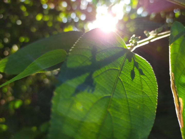 light